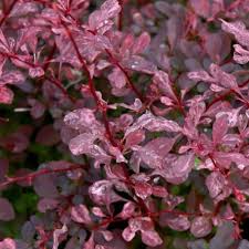 Berberis Roseglow 3lt