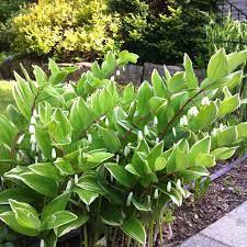 Polygonatum fal. Variegatum