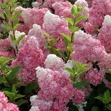 HYDRANGEA pan. Vanille Fraise