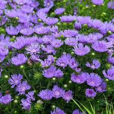 STOKESIA L. MEL S BLUE