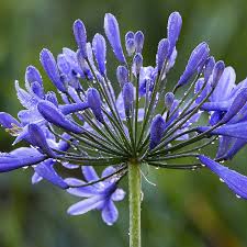 AGAPANTHUS AFRICANS BLUE