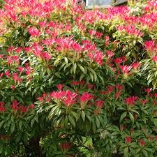 Pieris Forest Flame