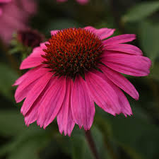 ECHINACEA p. Sombrero Rose