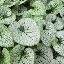 BRUNNERA mac. Sterling Silver