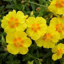 Helianthemum Ben Fhada