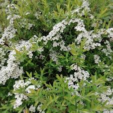 Spiraea Arguta