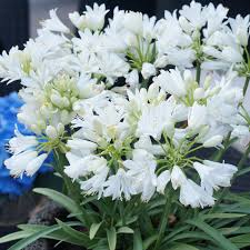 Agapanthus Eydori White