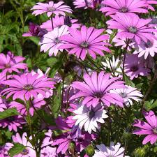 OSTEOSPERMUM junc. Compactum