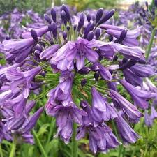 Agapanthus Everpanthus PoppinPurple