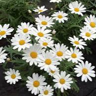 Argyranthemum frutescens(white)  P19