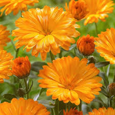 Calendula Powerdaisy Tango