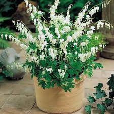 Dicentra spectabilis Alba