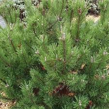 Pinus mugo Mops  5 Ltr pot