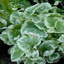 BRUNNERA M. VARIEGATA