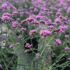 Verbena bonariensis Lollipop