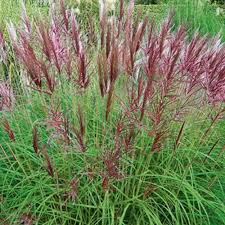 Miscanthus sin. Red Chief  2L, square pot