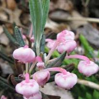 Andromeda polifolia Blue Ice