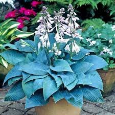 Hosta Halcyon