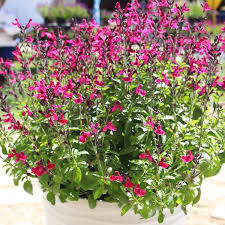 Salvia jamensis  Ignition Fuchsia