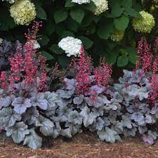 Heuchera Silver Gumdrop