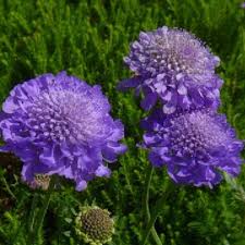 SCABIOSA cauc. Butterfly Blue