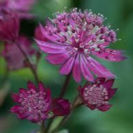 Astrantia major Hadspen Blood