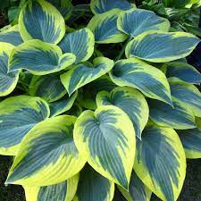 Hosta Hadspen Blue