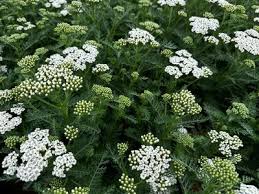 Achillea New Vintage White