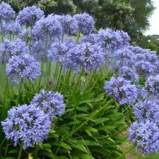 AGAPANTHUS umbellatus Blue