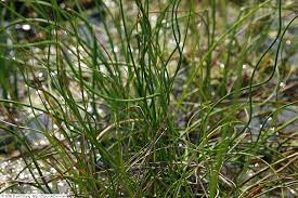 Juncus effusus f. Spiralis