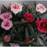 Dianthus Oscar Trixie