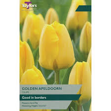 TULIP GOLDEN APELDOORN X 8