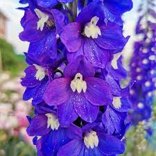 Delphinium MF Dark Blue White Bee 3 Ltr