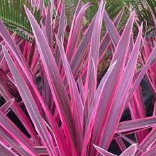 Cordyline australis Pink Passion