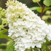 Hydrangea Limelight