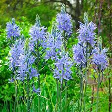 CAMASSIA cusickii