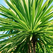 CORDYLINE AUSTRALIS CLT 5