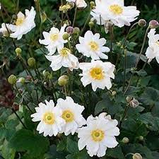 Anemone sylvestris Snow Angel