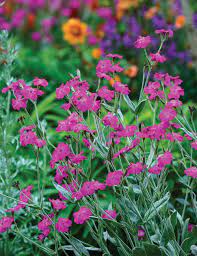 Lychnis Hill Grounds