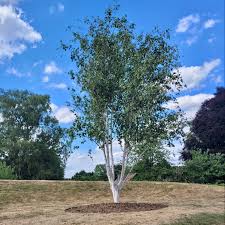 Betula Jacquemontii