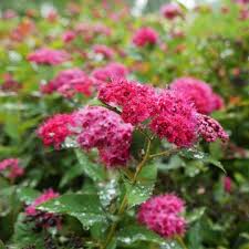 Spiraea jap. Double Play Doozie