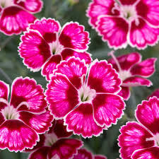 Dianthus Flutterburst