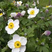 ANEMONE-Elfin-Swan-Planted-1