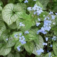 Brunnera macr. Jack Frost  2 Ltr pot