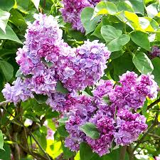 Syringa vulgaris Katherine Havemeyer  5 Ltr pot