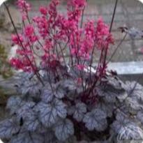 Heuchera Timeless Treasure