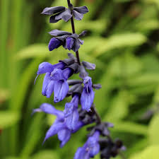 Salvia g. Carines Amazing Blue