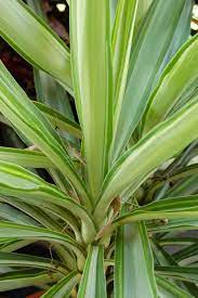 Yucca elephantipes 20 stem