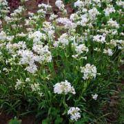 LYCHNIS Snow Cloud