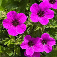 GERANIUM Dragon Heart 2lt